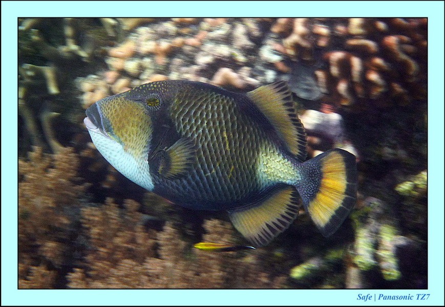 2011 - 08 - Borneo - Sipadan 110